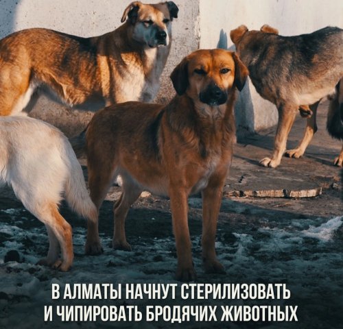 В Алматы будут стерилизовать и чипировать бродячих животных
