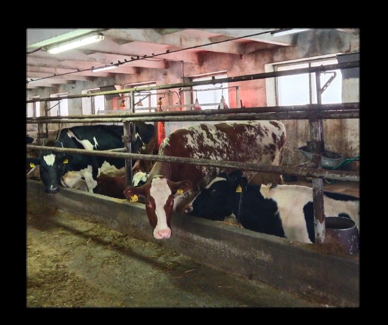 Аграрный центр Томской области провел экспертные консультации в зырянском племпредприятии