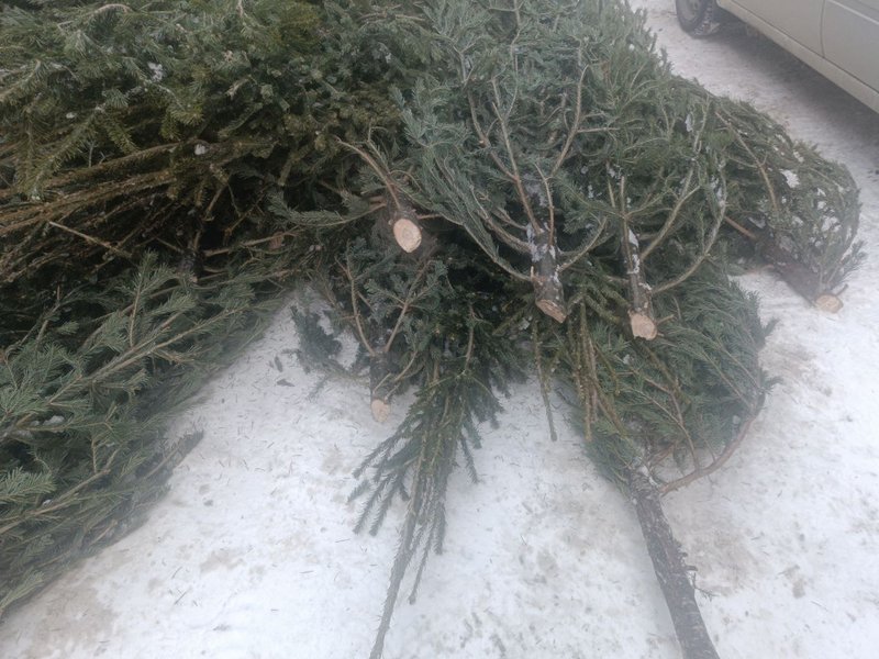 В Томской области завершилась операция «Ель»