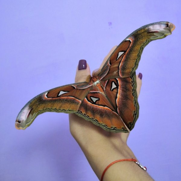 Самые большие в мире бабочки!