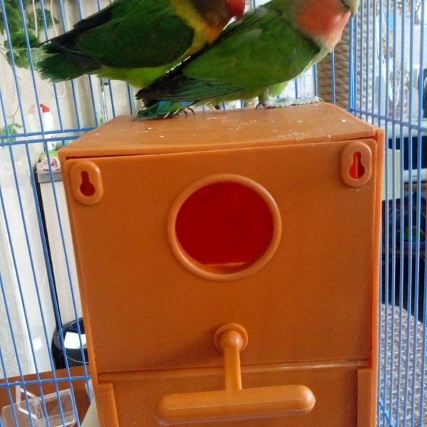 Домик для попугаев.