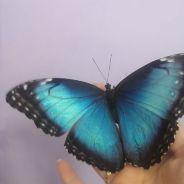 Морфо самая красивая бабочка в наличии.