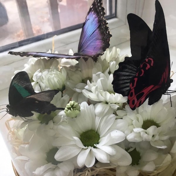 Букет с живыми бабочками