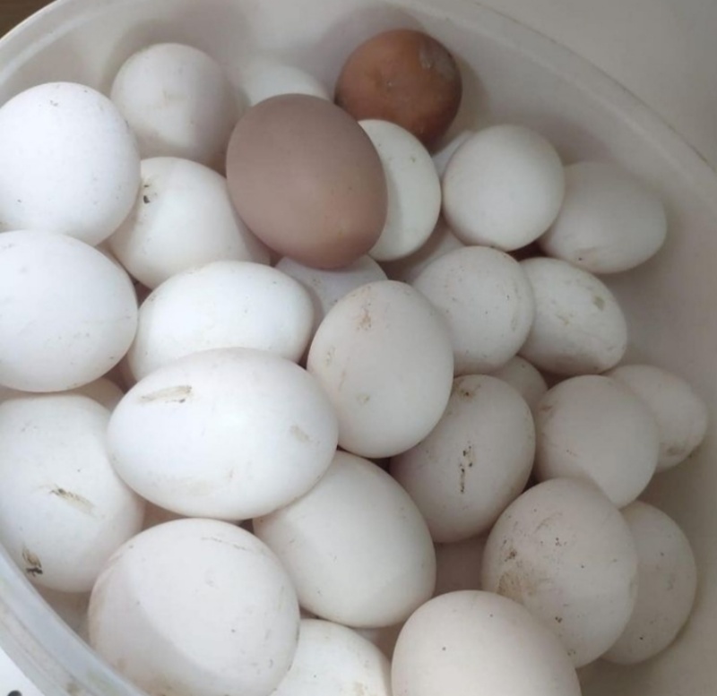 Яйца домашние от Ет Алеми Актобе 