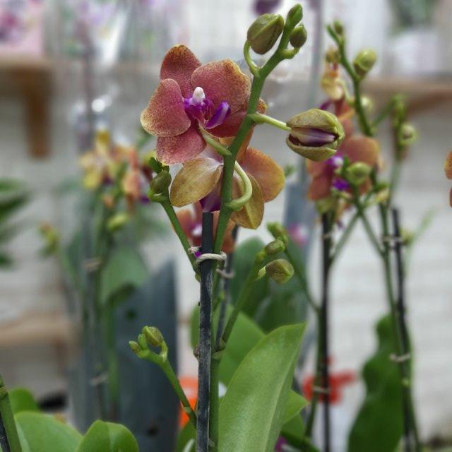 Орхидея Фален. Мультифлора Болгери (Бронзовый Будда)(ароматная) 2 ст d12 h50