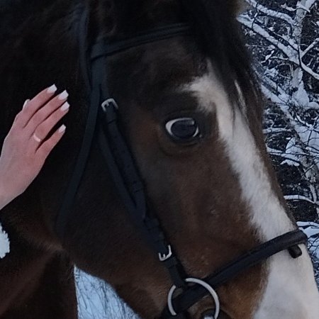 Конная амуниция.