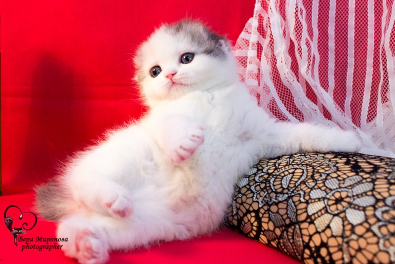 Как выбрать шотландского котенка?