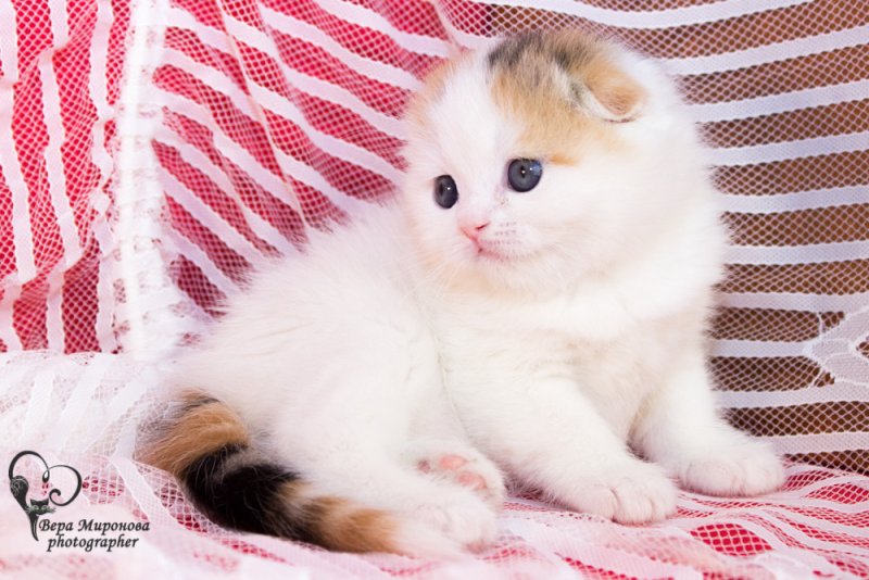 Забавные факты о шотландских котятах