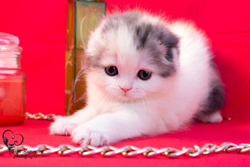 Кто такие фолды и страйты?