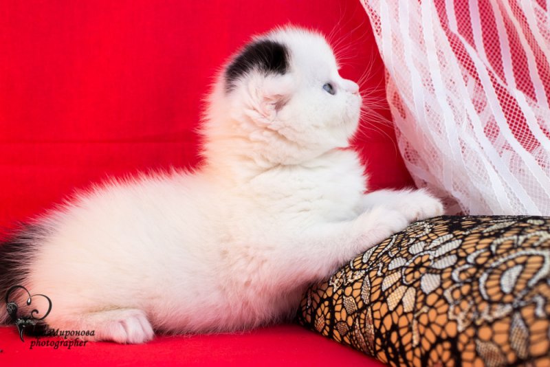 Воспитание шотландского котенка