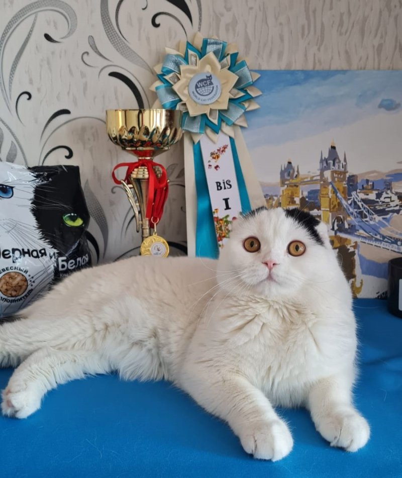 Котёнок как член семьи: