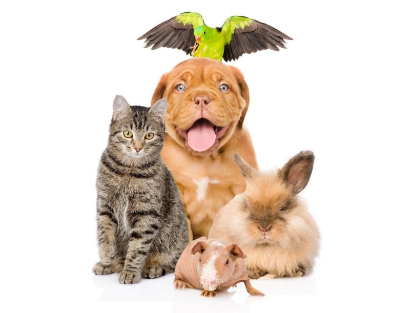 🐹 Все для счастливой жизни вашего маленького друга! 🐭