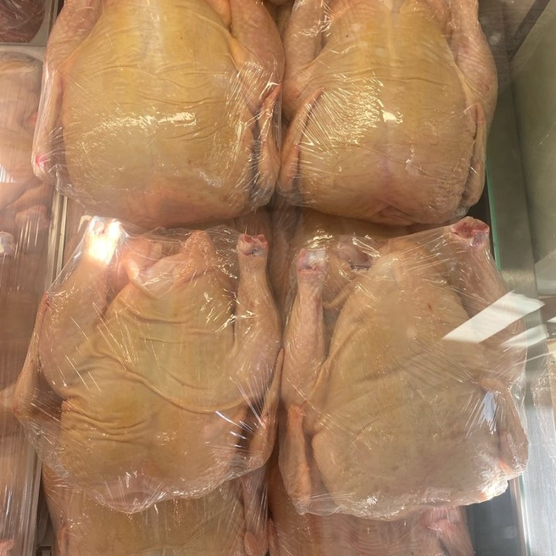 Домашние куры