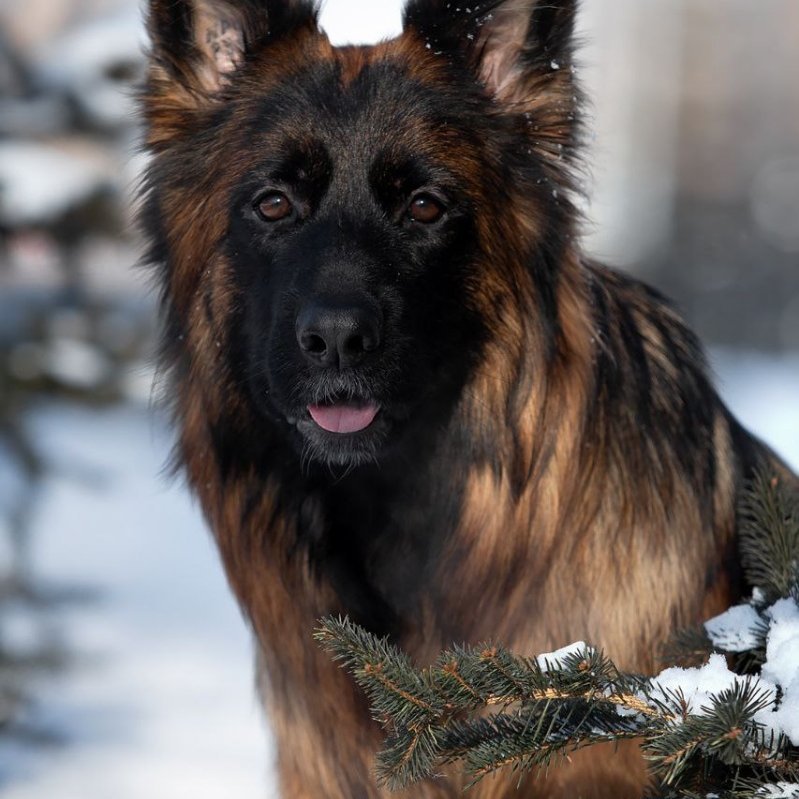 Пропала собака