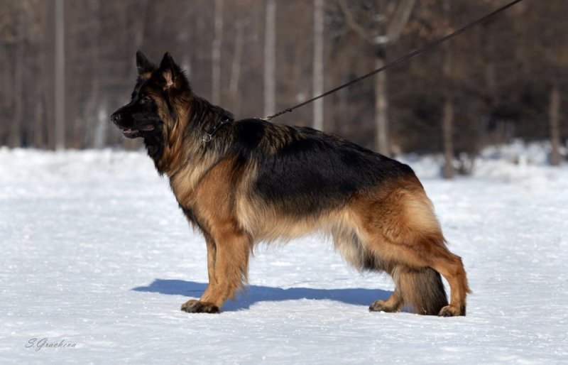 Пропала собака