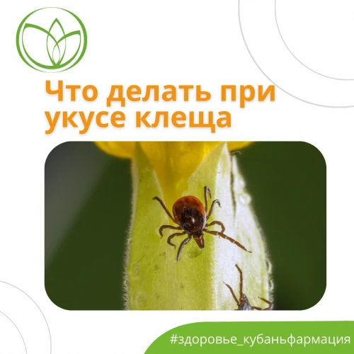 Всё о клещах!