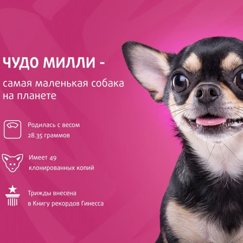 Чудо Милли