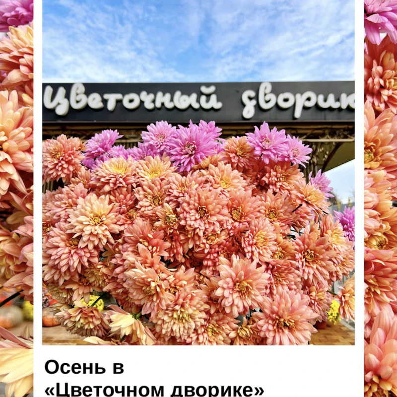 Сезонные хризантема