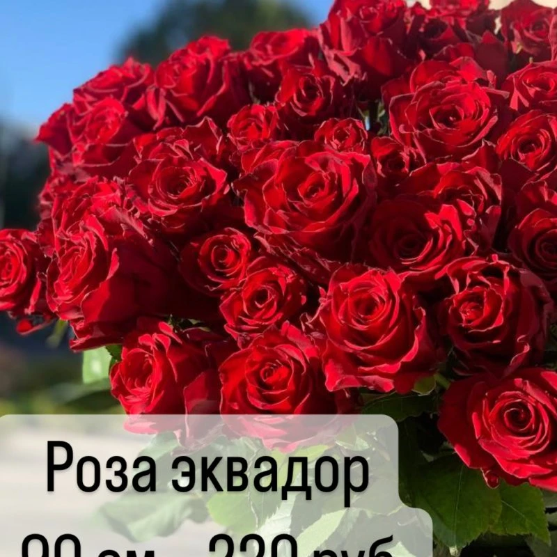 Только у нас !!! Розы Эквадор 90 см длиной  по 220 руб 