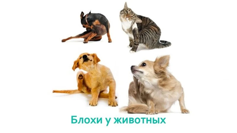 Блохи у животных