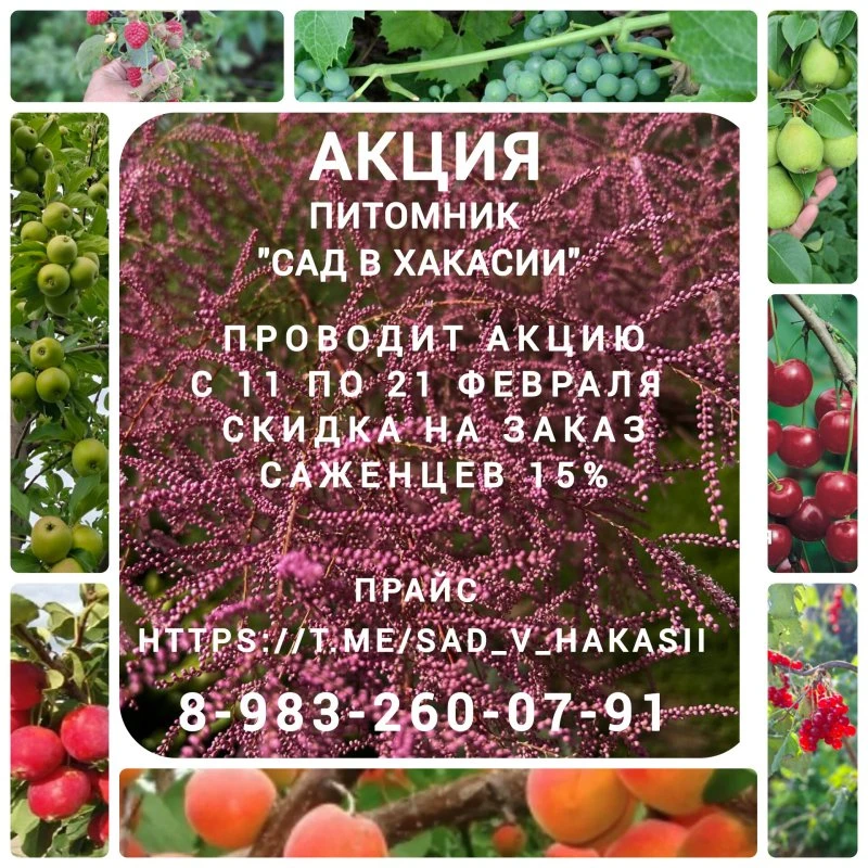 Саженцы для вашего сада