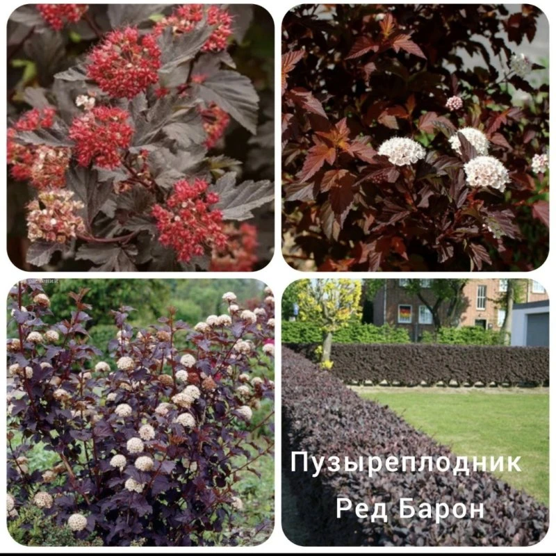 Король сада