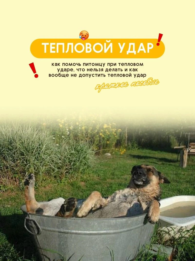 КАК ПОМОЧЬ ПИТОМЦУ ПРИ ТЕПЛОВОМ УДАРЕ.🥵 Советы от ЗВЕРАШИ