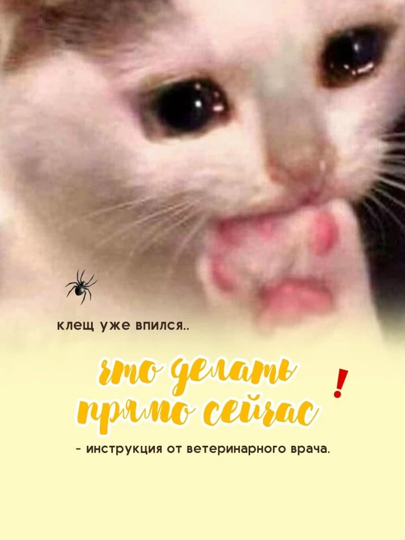 СОВЕТЫ ОТ ЗВЕРАШИ: Клещ уже впился? Что делать ПРЯМО СЕЙЧАС - инструкция от ветеринара❗️