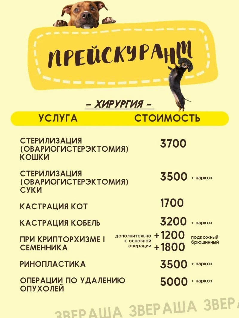 АКТУАЛЬНЫЙ ПРЕЙСКУРАНТ ОТ ЗВЕРАШИ💛