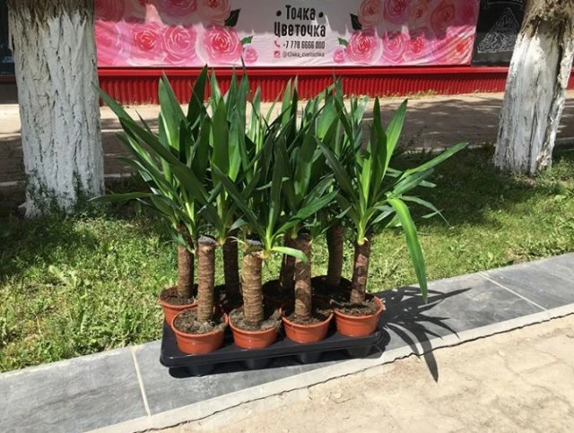 Фото 4