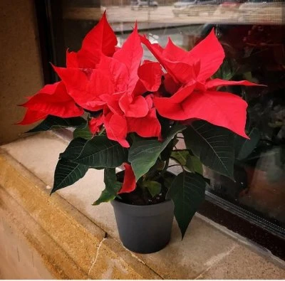 VETKA FLOWERS, цветочный магазин