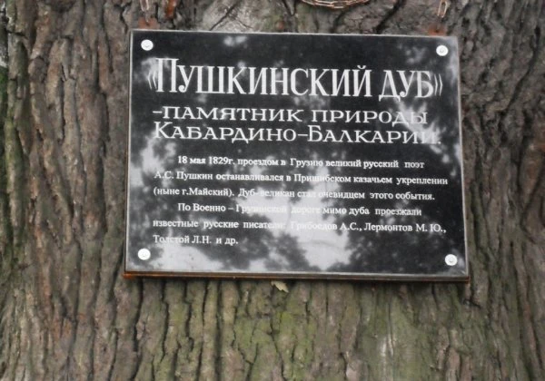 ДУБ А.С.ПУШКИНА