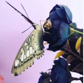 🦋 Бабочки КБР