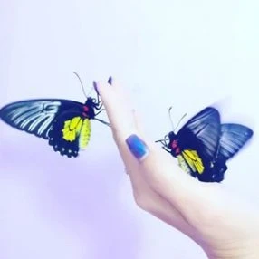 🦋 Бабочки КБР