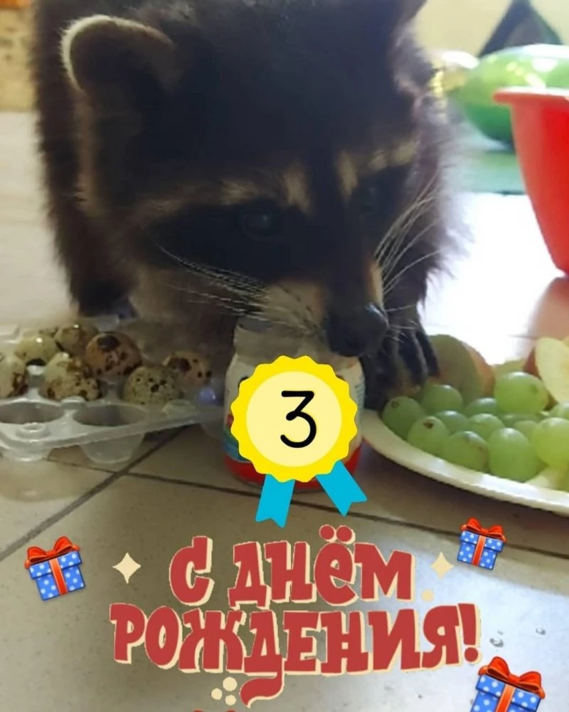 Хижина Енота