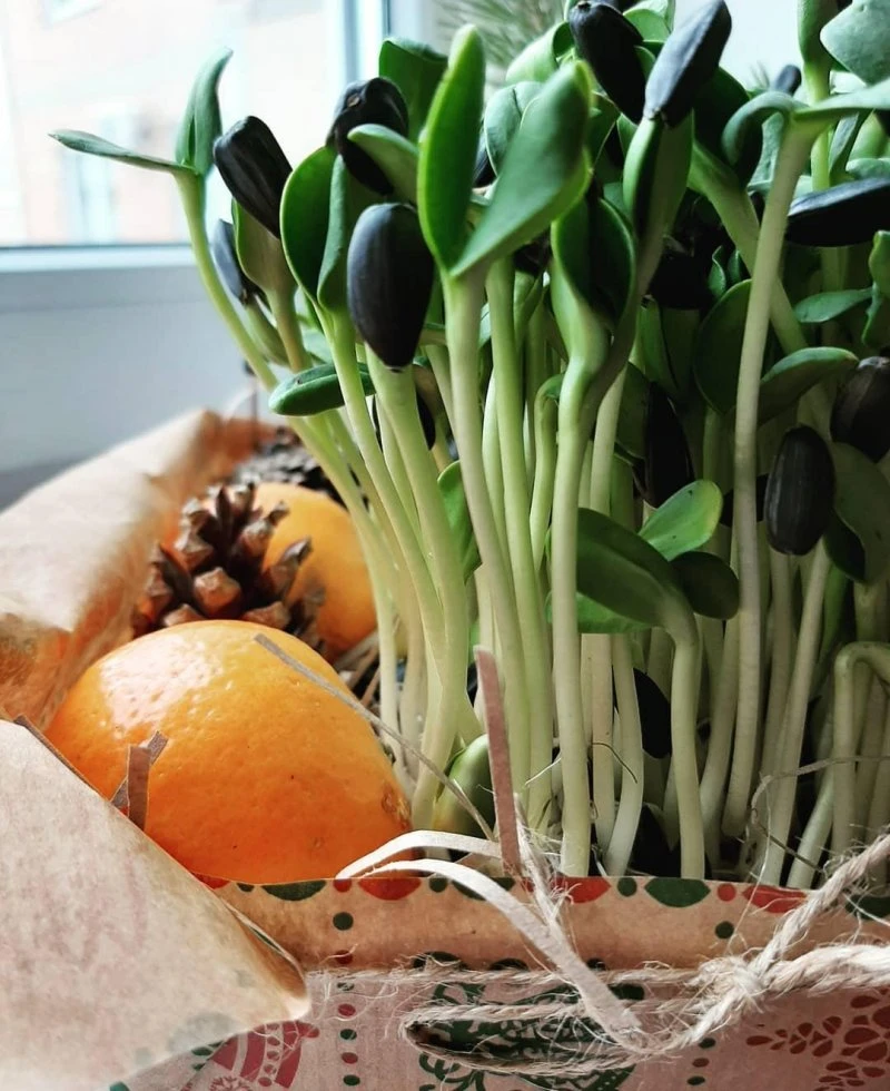 microgreen_mgn