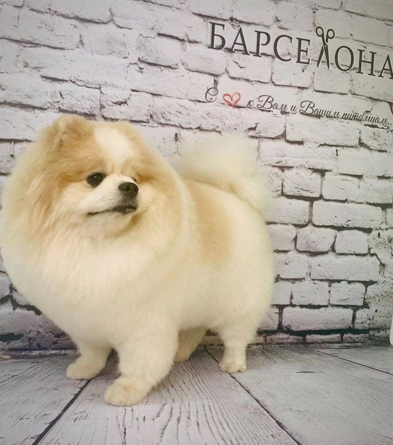 БАРСЕЛОНА