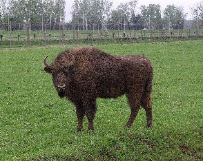 Беларусь Могилевский "Зоосад" (Belarus Mogilev "Zoo")