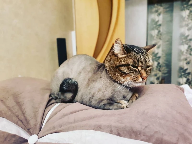 Анна Груминг