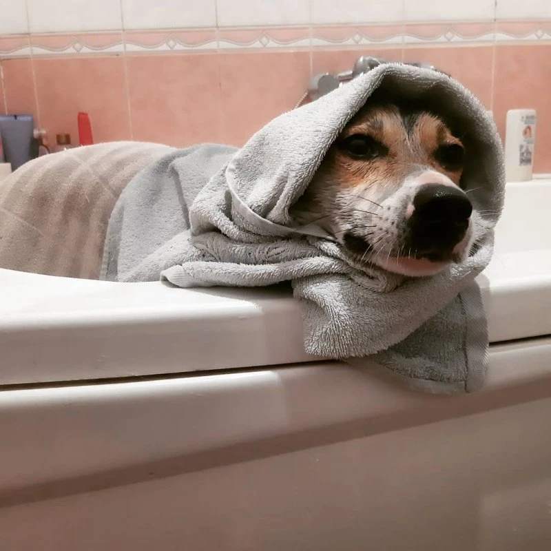 Анна Груминг