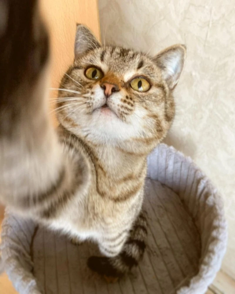 hotel_cat_life
