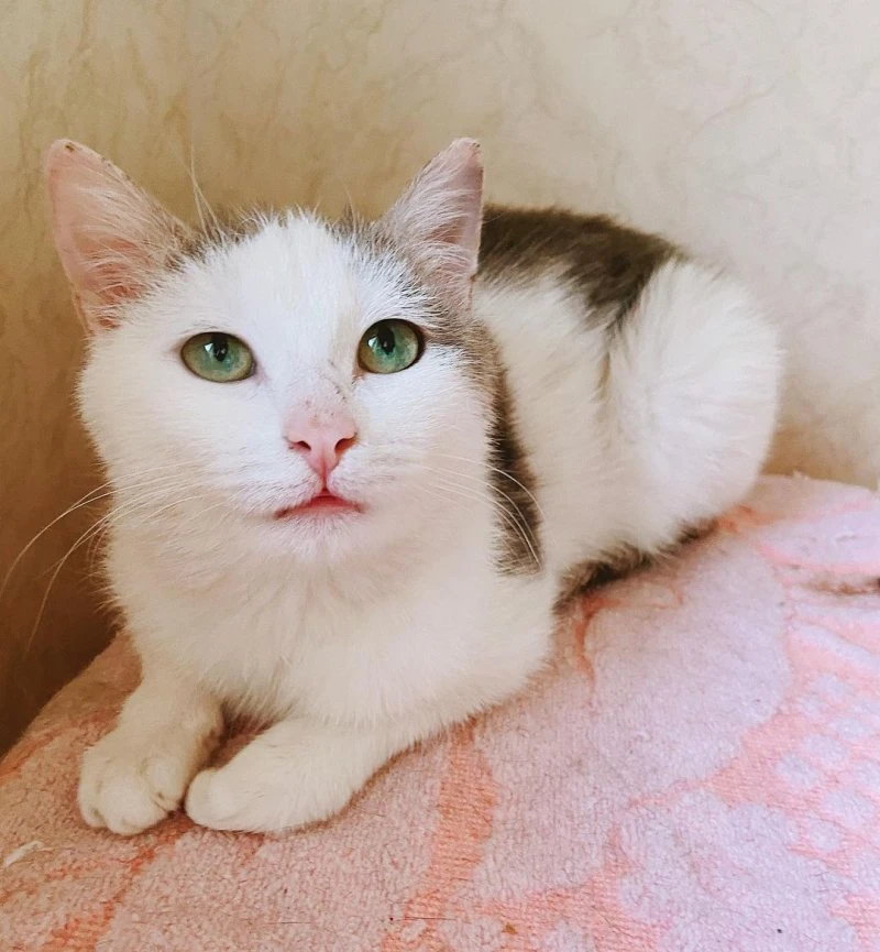 hotel_cat_life