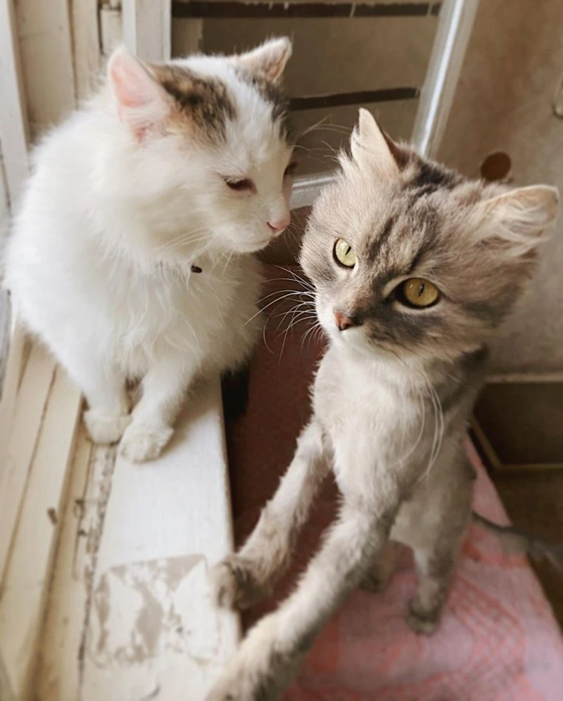 hotel_cat_life