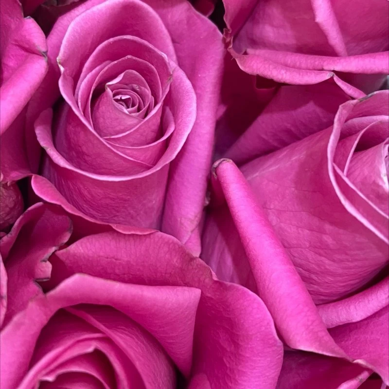 Red Roses