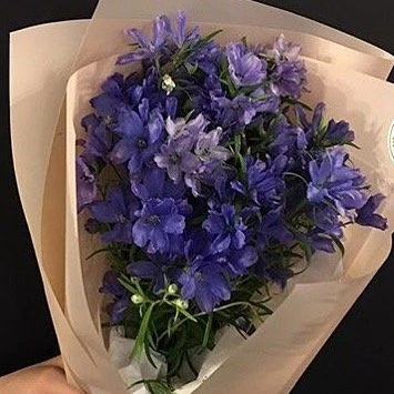 Александровский сад