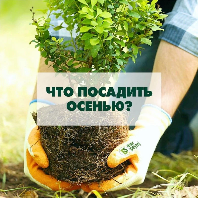 Зеленый остров