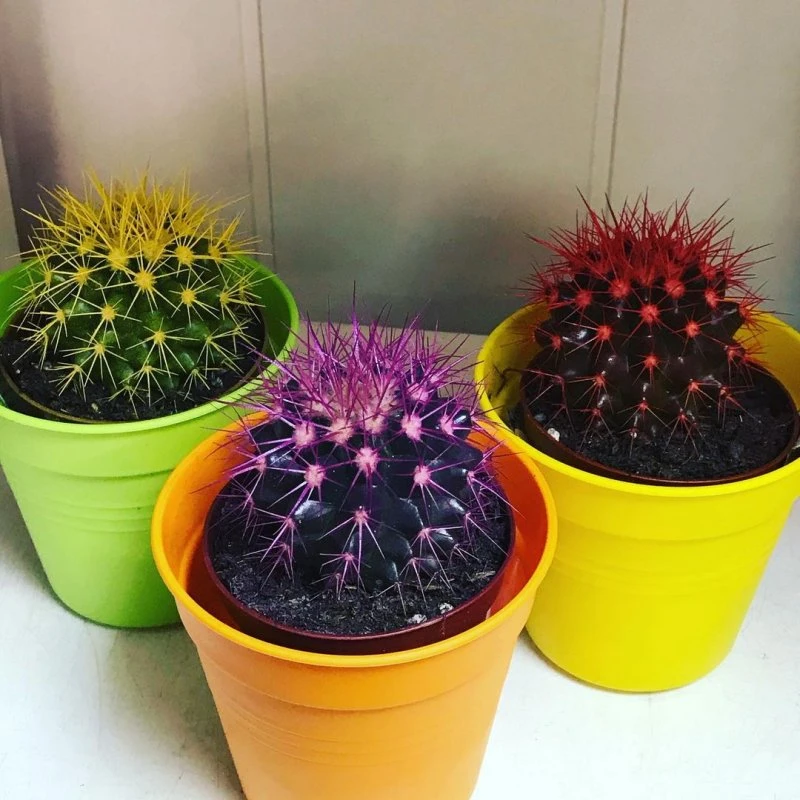Фото 4