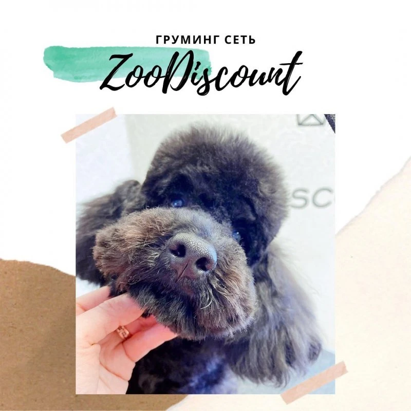 ZooDiscount