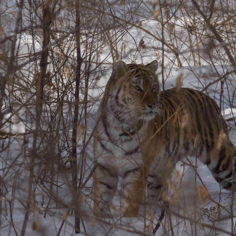 Приамурский