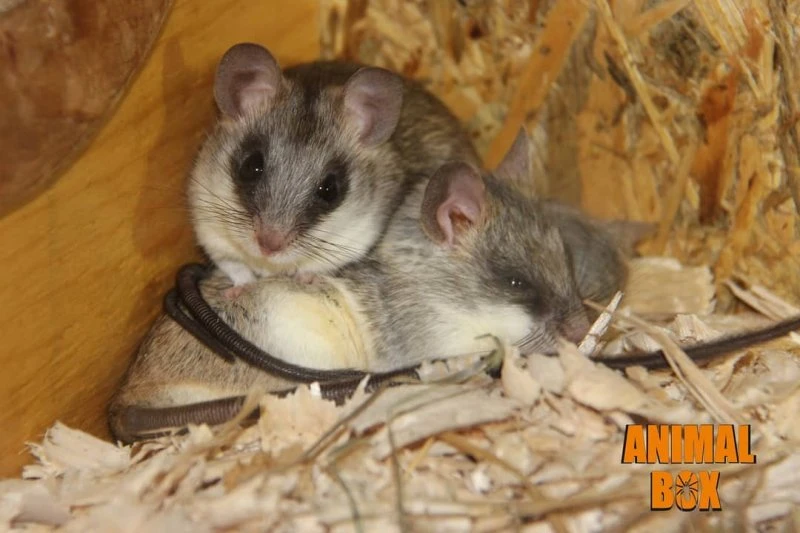 Дальневосточный тропический комплекс AnimalBox
